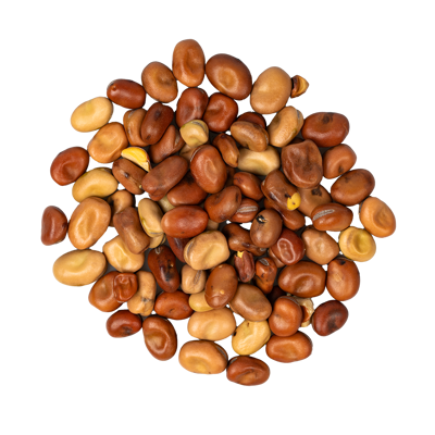 Faba beans