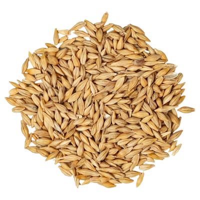 Barley