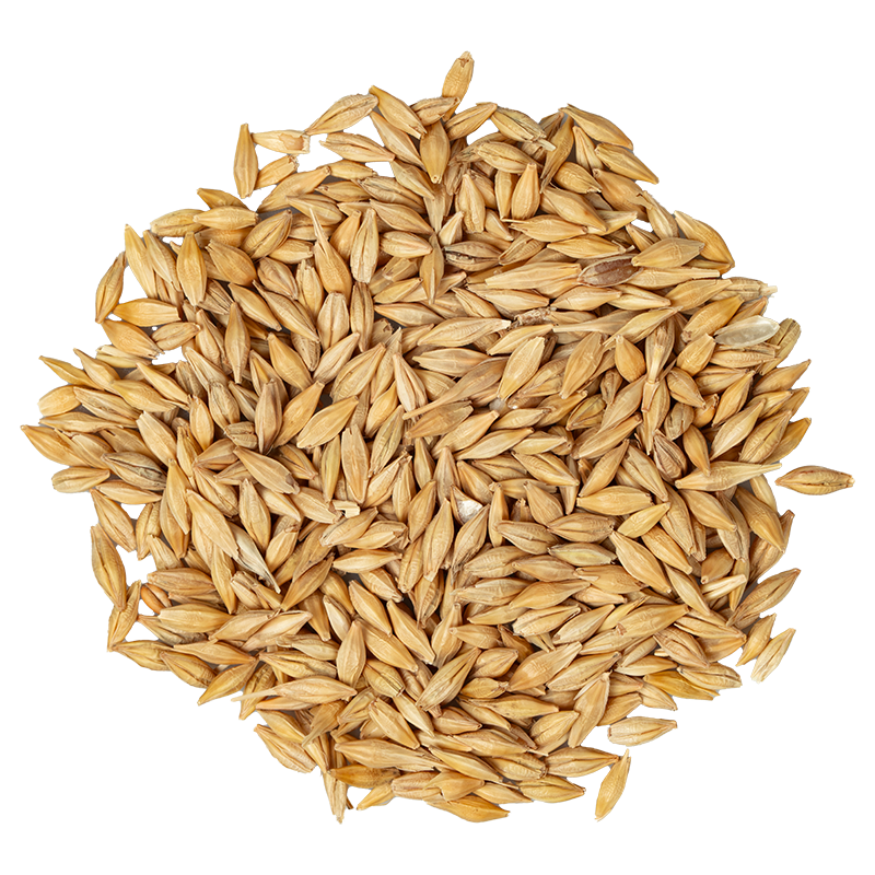 Barley