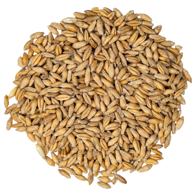 Triticale